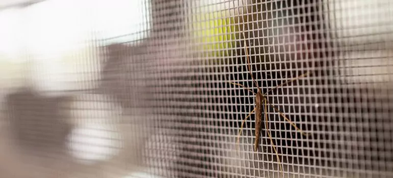 Repair Mosquito Mesh For Windows in Lealman, FL